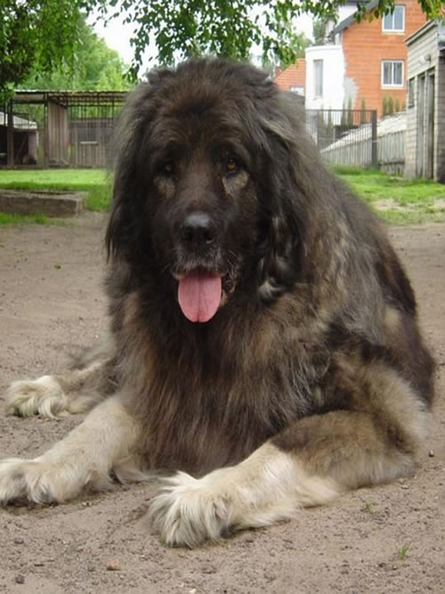 名犬排行榜杜宾,名犬排行榜捷克狼犬