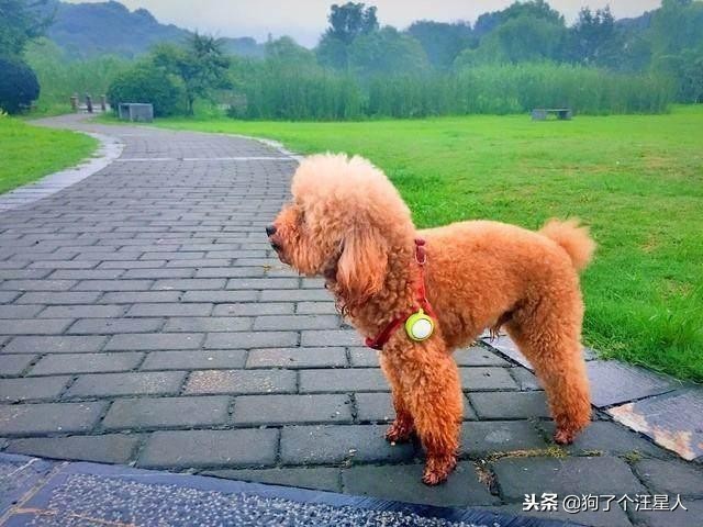 养泰迪必须知道的小技巧,养泰迪需要知道的知识