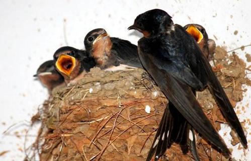 燕子窝被破坏燕子回来报仇,麻雀占了燕子窝能把燕子窝毁掉吗