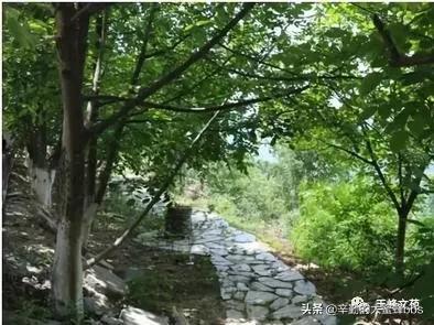 江苏昆山秀峰中学初一（14）班张栋添：乡情