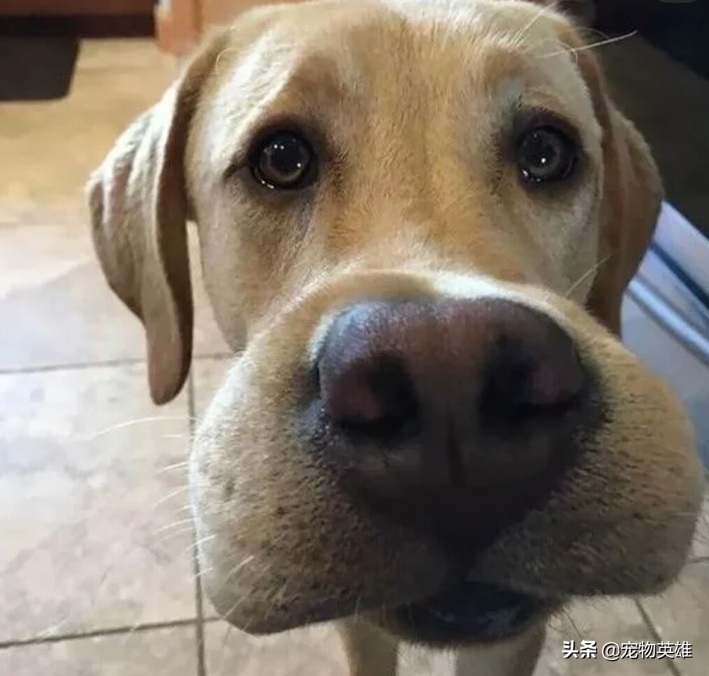 狗子被蜜蜂蛰成大肿脸原视频,狗子眼睛被蜜蜂蛰白了