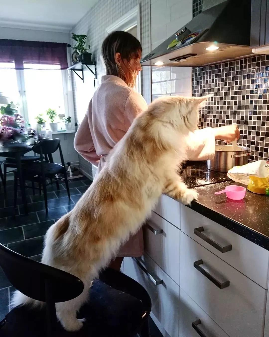 美国最可爱的猫,美国最有代表性的猫