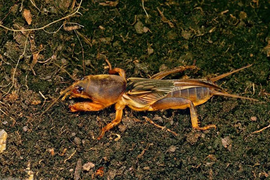 草树青翠虫鸣起，一枕清凉入梦来