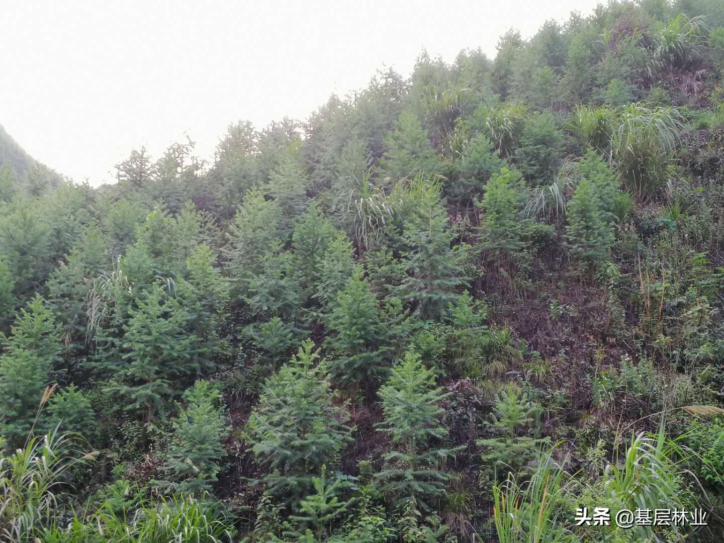 杉木林种植效果怎么样,杉木种植几年可以砍伐