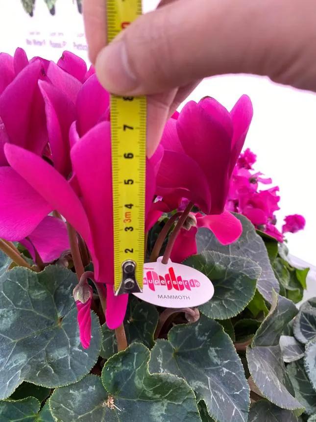 如果放在动物界，这种花就是猛犸象般的神奇存在