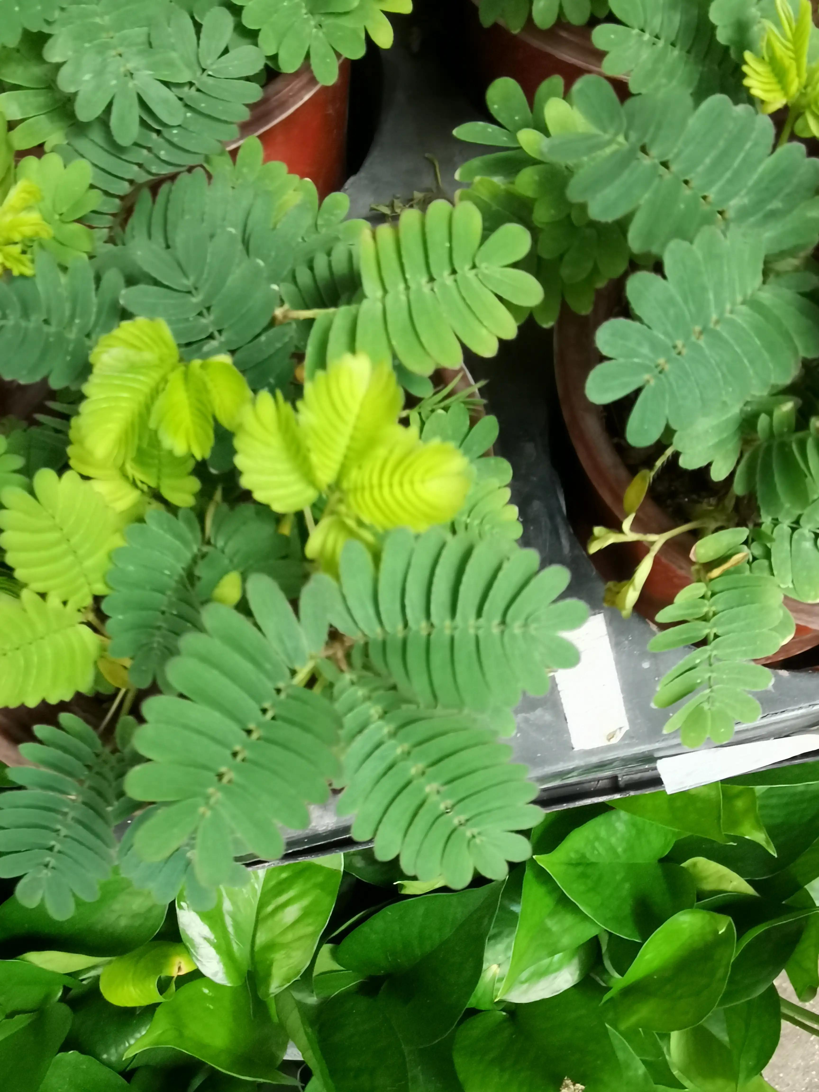 沈阳花卉市场搬哪去了,沈阳花卉市场批发各种绿植