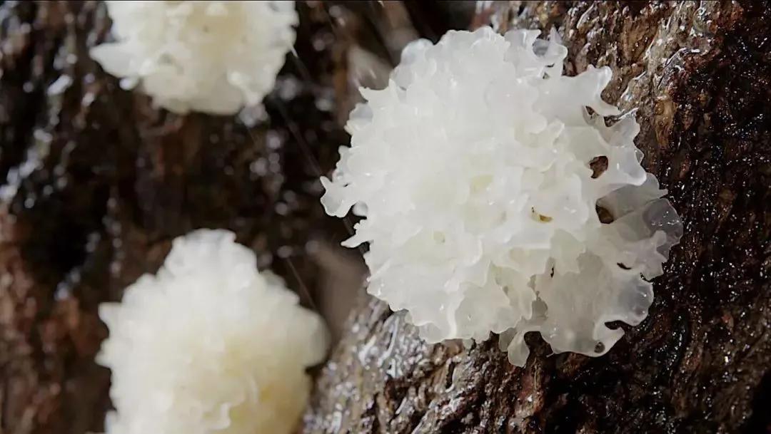 银耳菌怎么吃效果最好,冻干银耳秋季养生