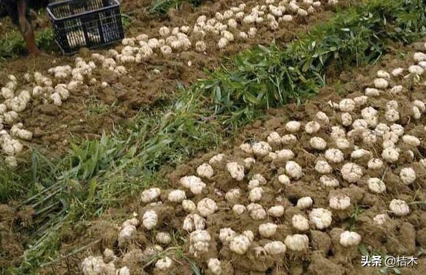 大蒜价格为何下跌,大蒜价格稳步回升新蒜价格会如何