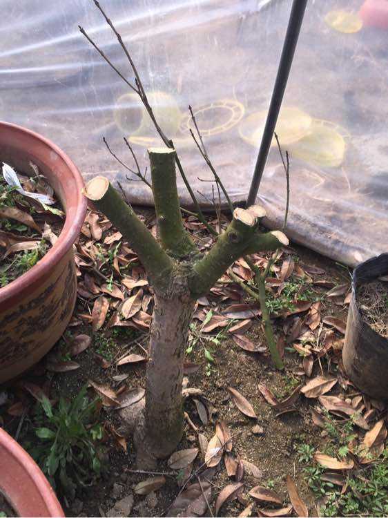 刚买的桂花叶子枯萎怎么挽救,如何挽救落叶的桂花