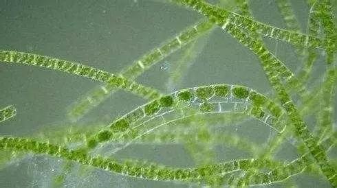 水产养殖业藻类的生命周期,水产养殖常见藻类植物