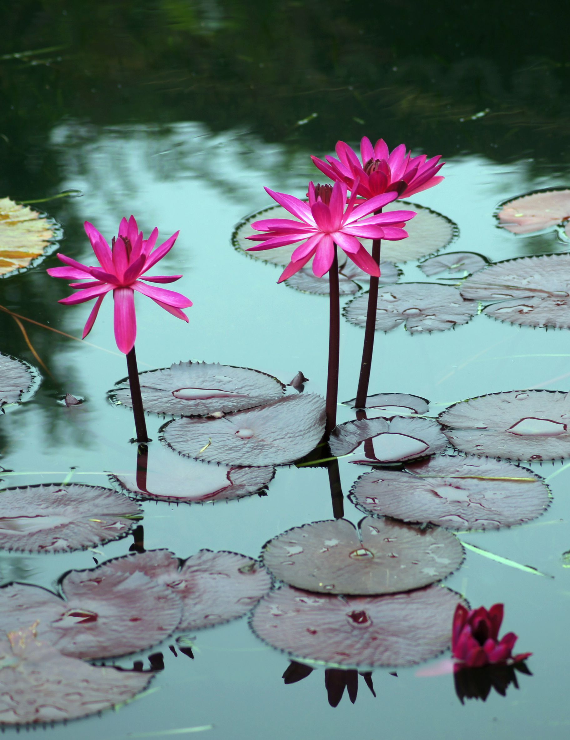睡莲只长叶子不开花是怎么回事,睡莲几片叶子才能开花