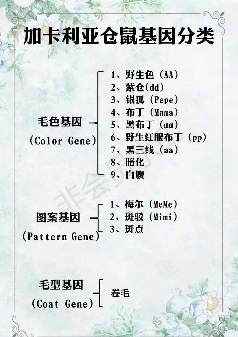 坎贝尔仓鼠和加卡利亚仓鼠,仓鼠生育的小仓鼠种类