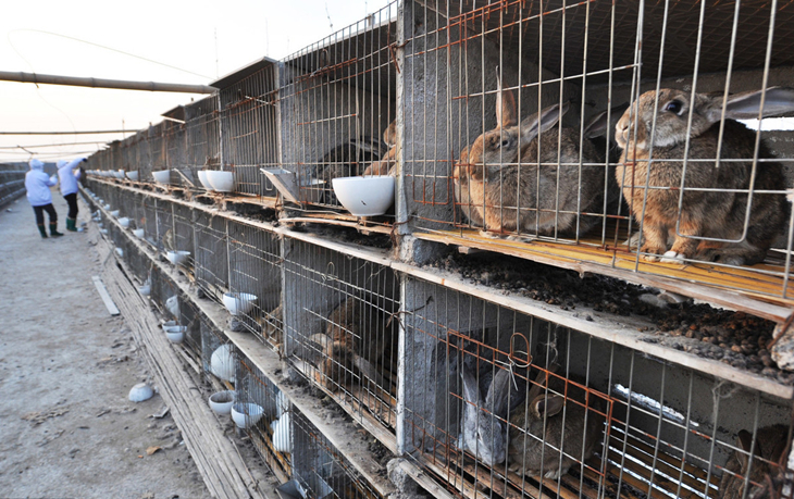 养兔技术家兔生长发育的特点,肉兔和其它品种兔养法一样吗