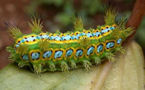 端午节怎么避毒,端午节需要注意的事项