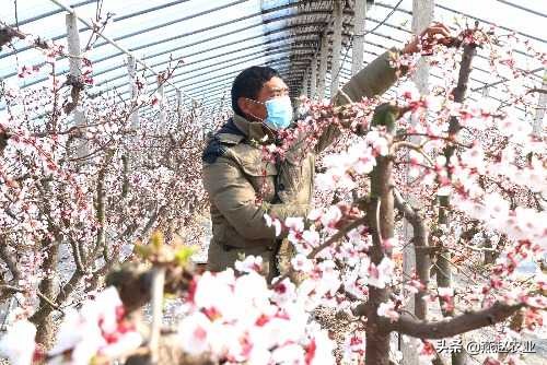 温室大棚种杏,大棚杏的种植技术