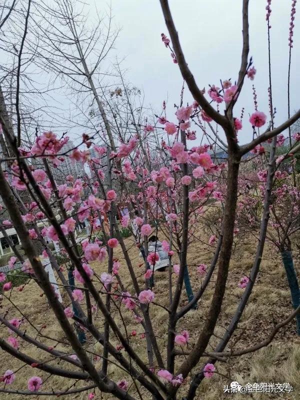 春天来了、春天的油菜花、我心中的春天、春诗