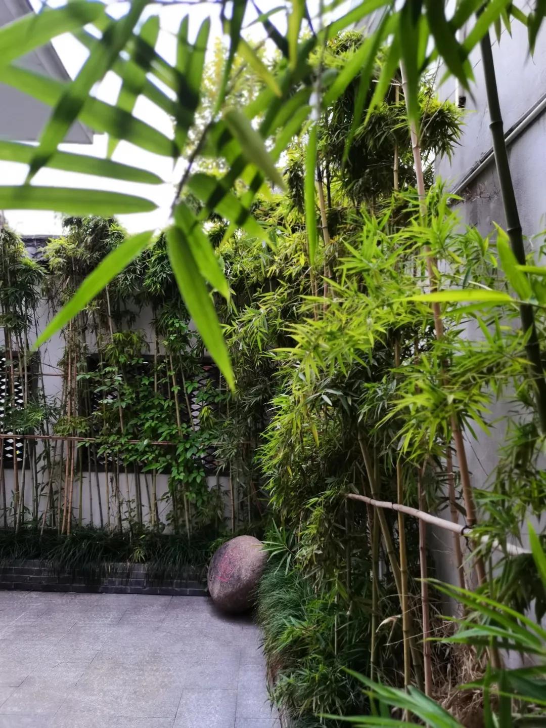 最美的风景美丽的校园,最美的风景就是校园