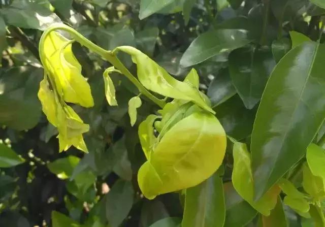 柑橘树的土壤里的虫用什么药,柑橘生长过程中主要有哪些病虫害