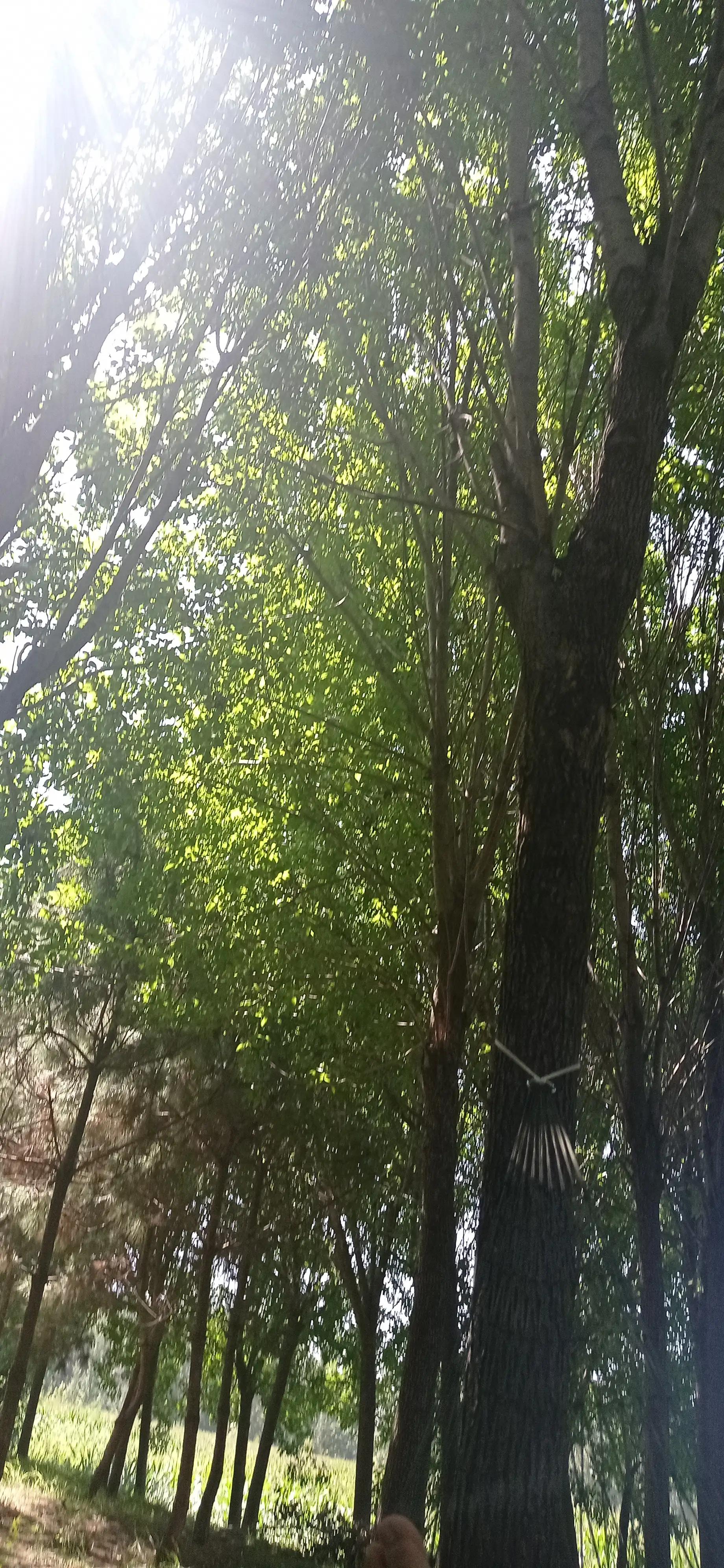 血小板聚集率正常范围,老年人血小板正常范围是多少