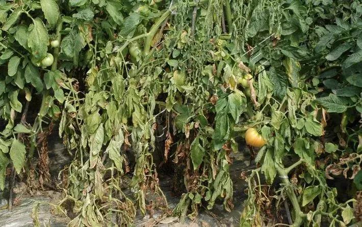 灌根预防根部病害用什么药,根腐病灌根防治技术