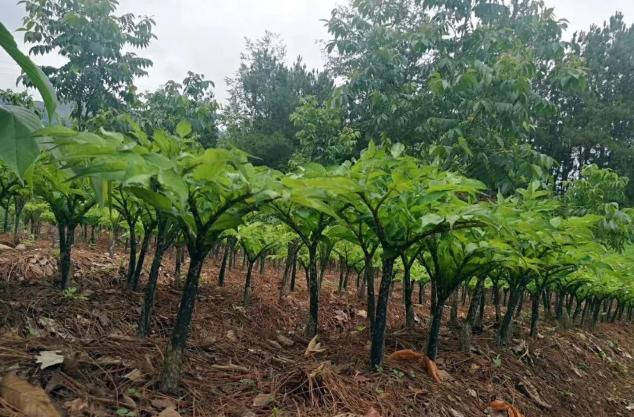 魔芋种植的主要技术,魔芋种植技术怎么样