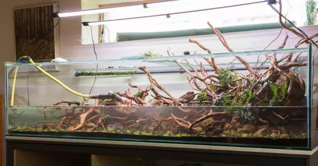 本色水景水草造景培训,本色水景水草培训