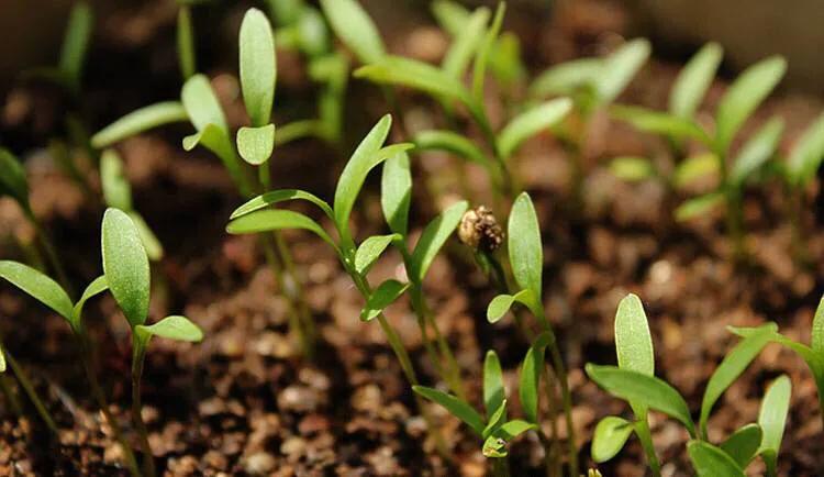 香菜种子最快发芽的处理方法,香菜种子覆土厚了还能出苗吗