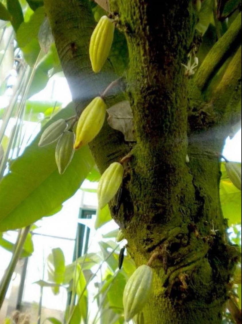 百种水果,100种果子大全