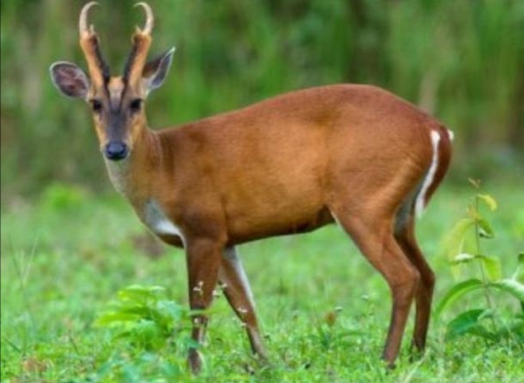 野生山麂子，小巧秀丽中透着灵动和机警，使人赏识和怜惜