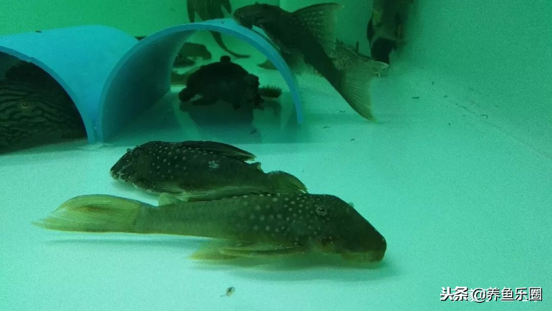 这位土豪家的渔场,光滤材就花了500多万,你确定不要见识一下?