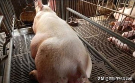 母猪产后流脓,母猪产后流脓怎么回事