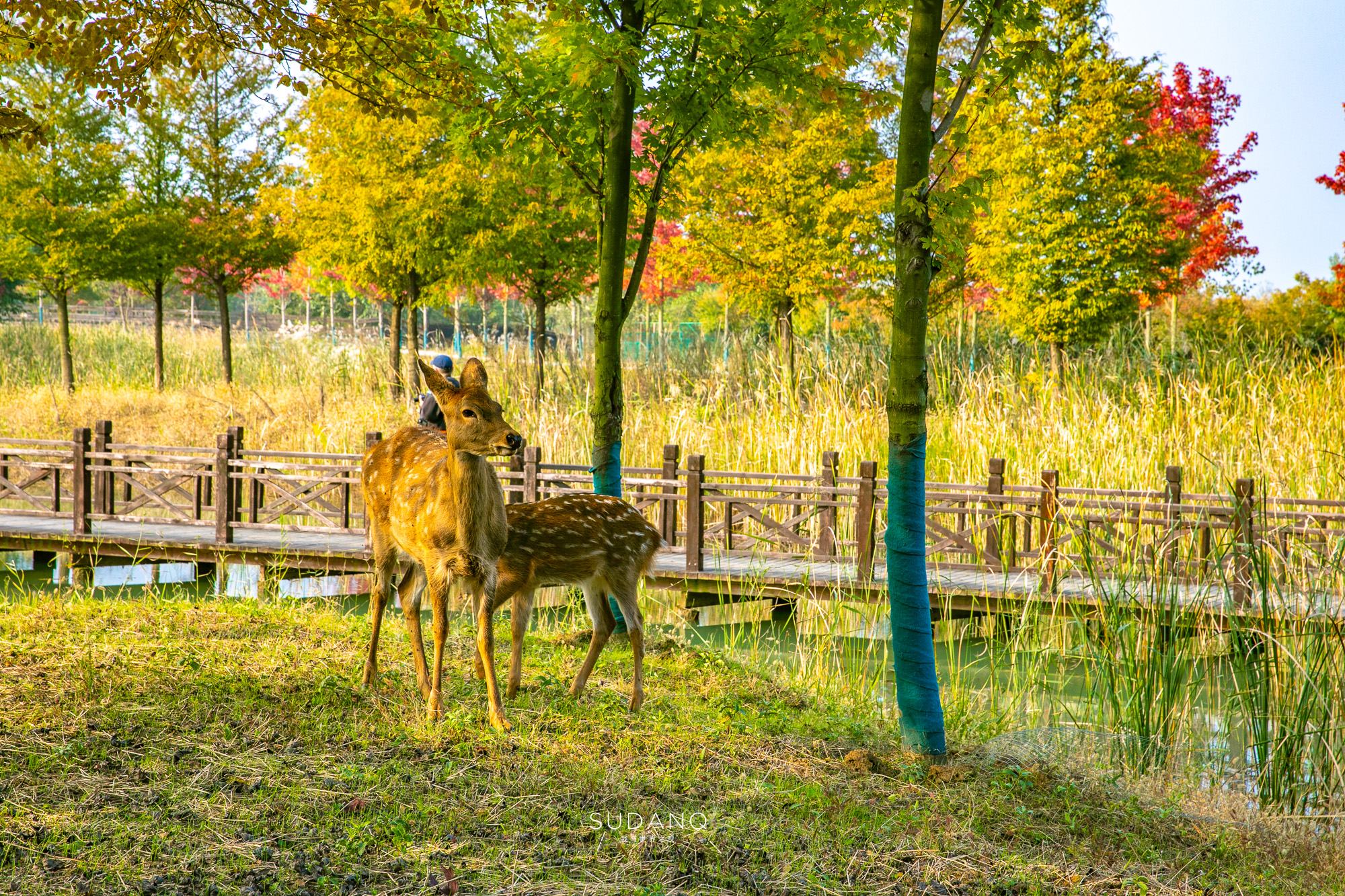 江苏泗洪的风景,江苏的苏南和苏北有什么区别