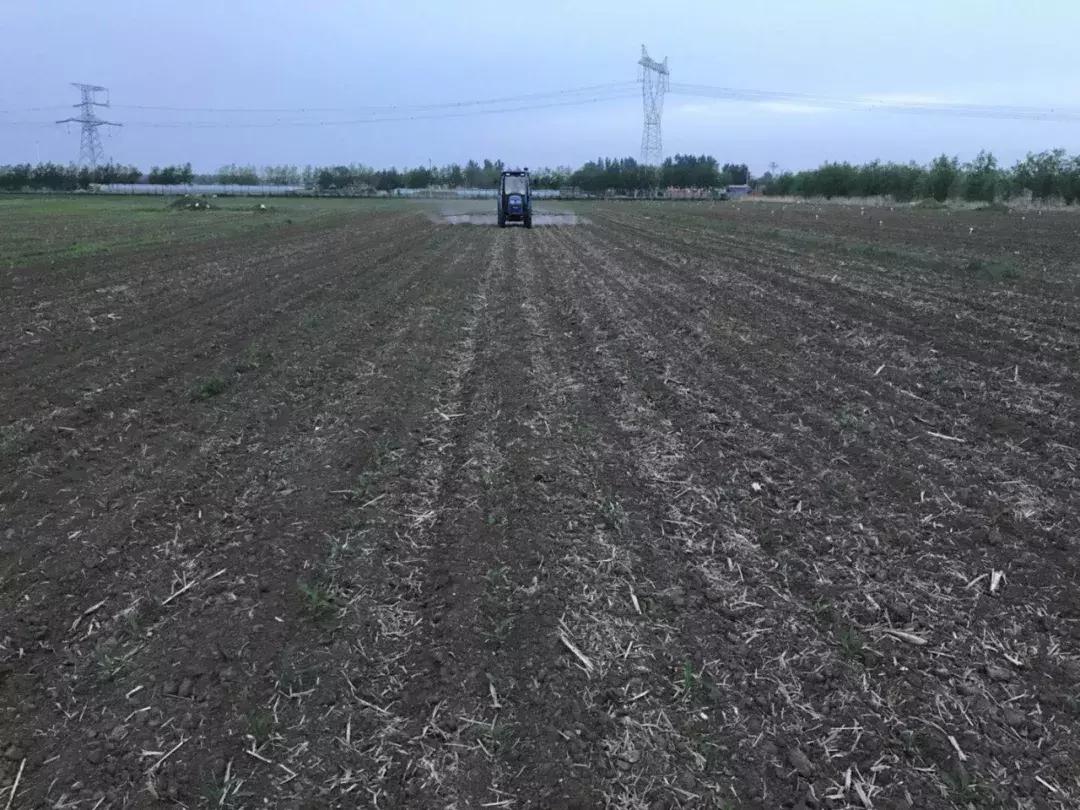 怎样解除玉米除草剂对下茬的药害,玉米苗后除草剂药害解救方法