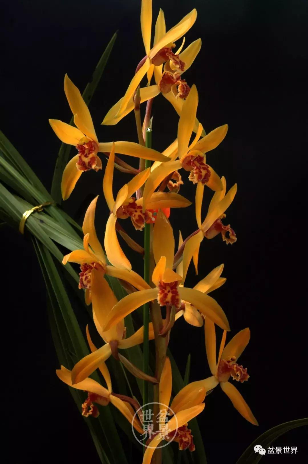 孔子家语芝兰生于深林全文拼音,芝兰生于深林不以无人而不芳翻译