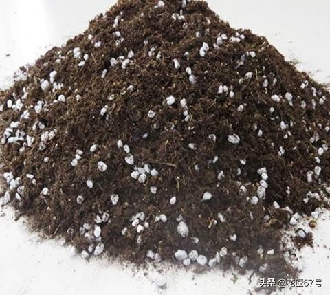 玉露养护小妙招,玉露有点黄怎么办