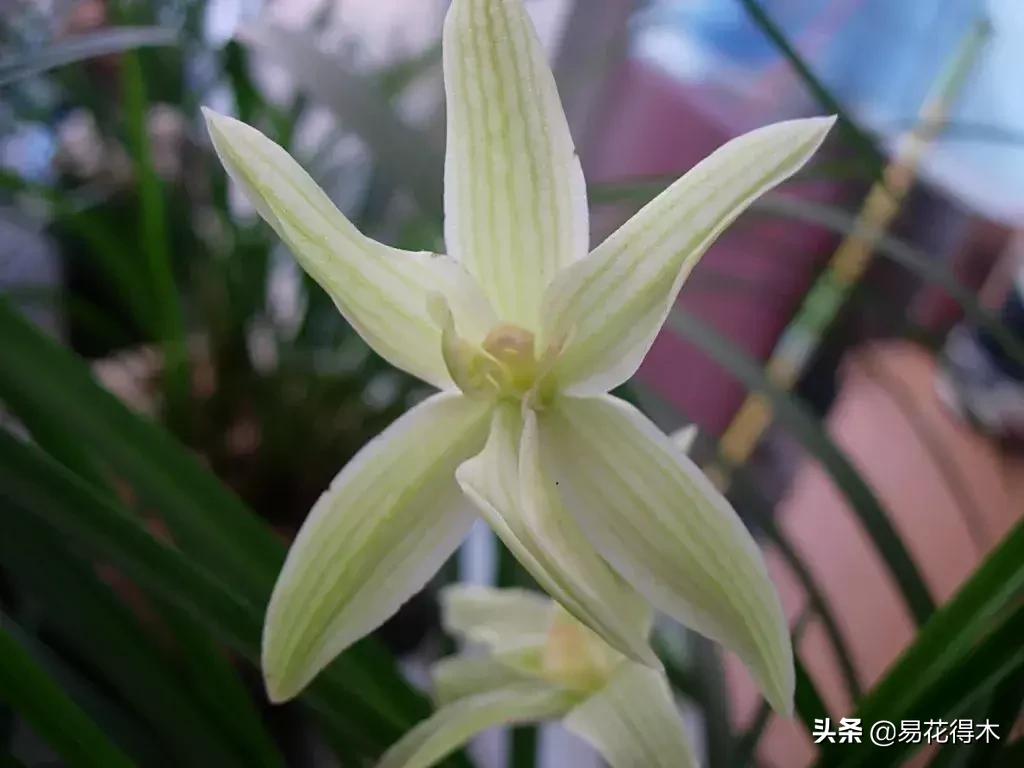 兰花春兰四大名品,兰花十大名品是哪些