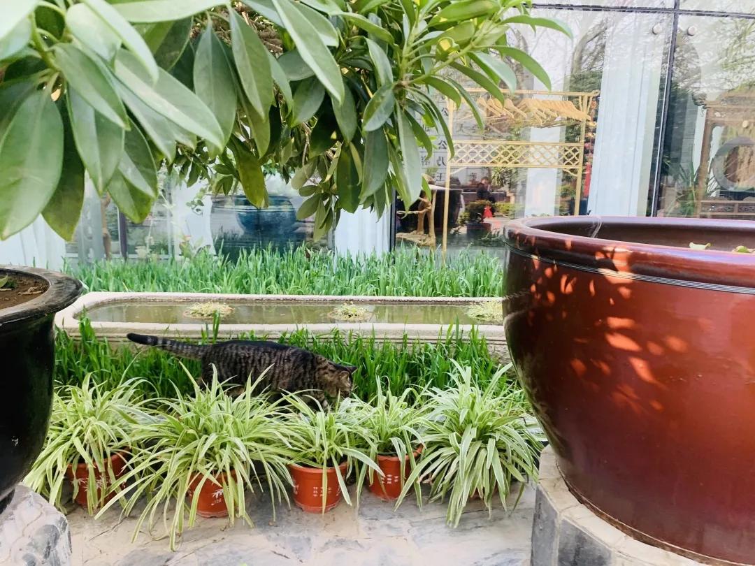 2019年掉缸事件,关于掉缸的事件