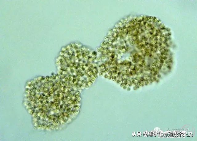 100种水产藻类,水产藻类图谱及名称