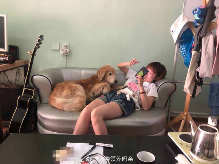 金毛宝宝养金毛的乐趣,金毛宝宝聪明活泼