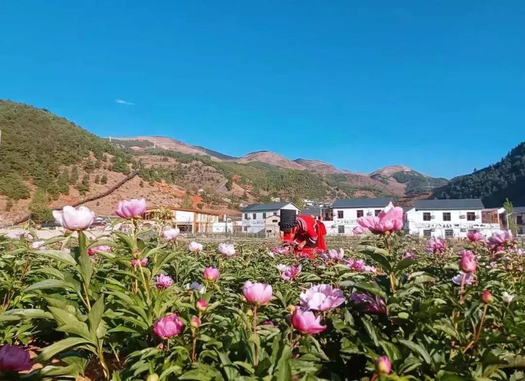 凉山最漂亮的花海,西昌赏花攻略