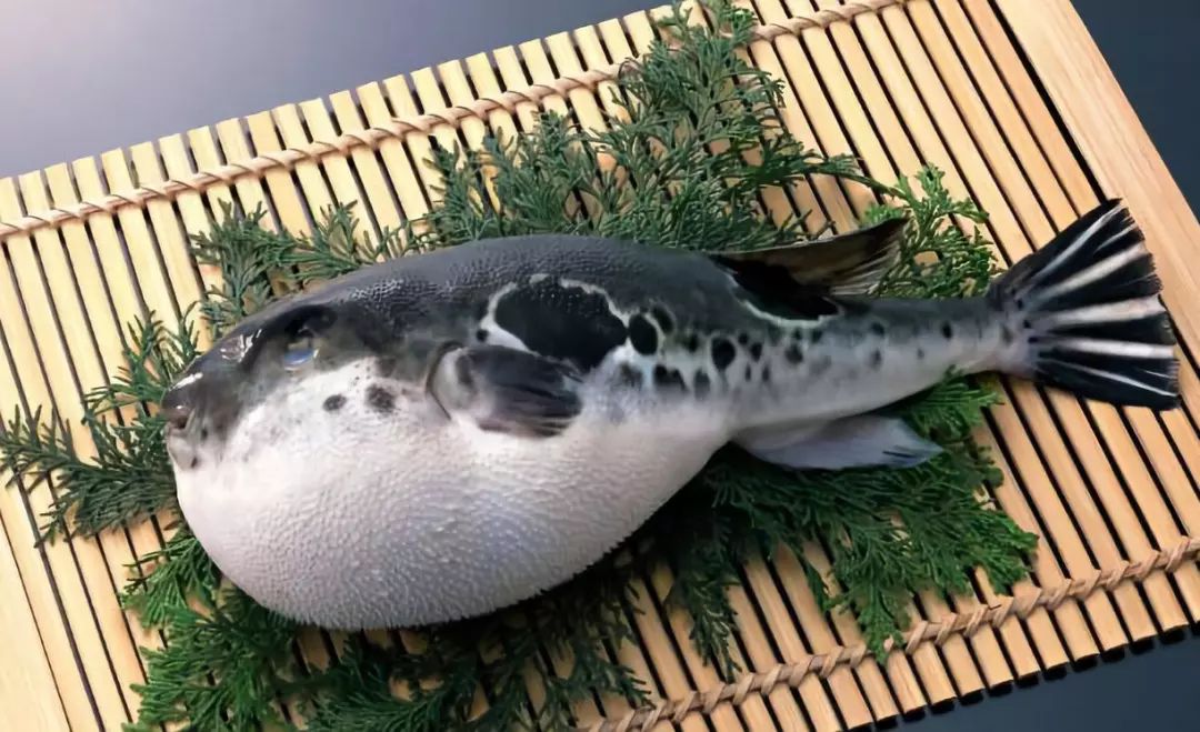 河豚气鼓会怎么样,河豚气鼓鼓的样子真可爱