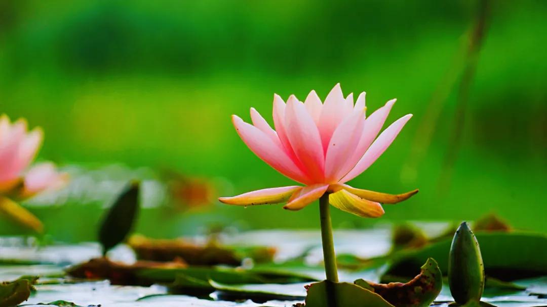 睡莲清心寡欲图片,睡莲夏日清欢