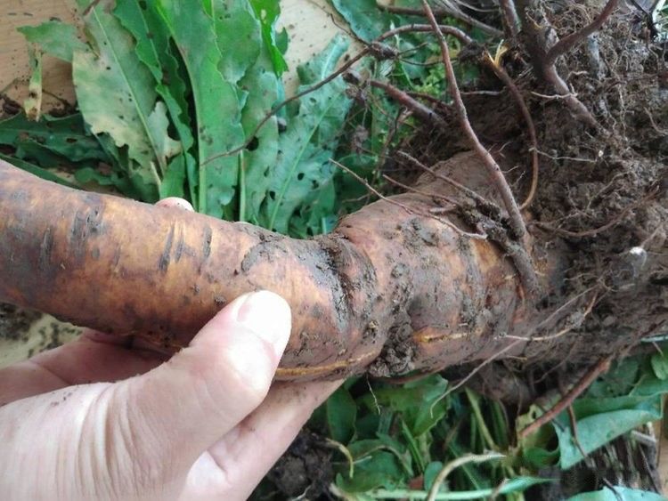 土大黄与金不换是同一种植物吗,农村路边长的土大黄有什么用