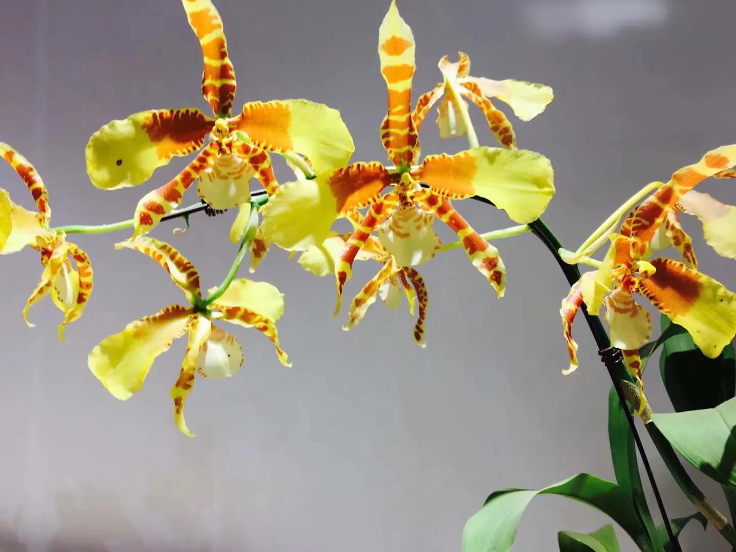 兰花最美的季节是冬季,北方冬季赏兰花