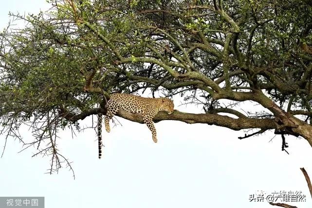 豹捕杀瞪羚,豹子捕杀瞪羚