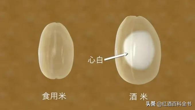 史上最全清酒,清酒解释