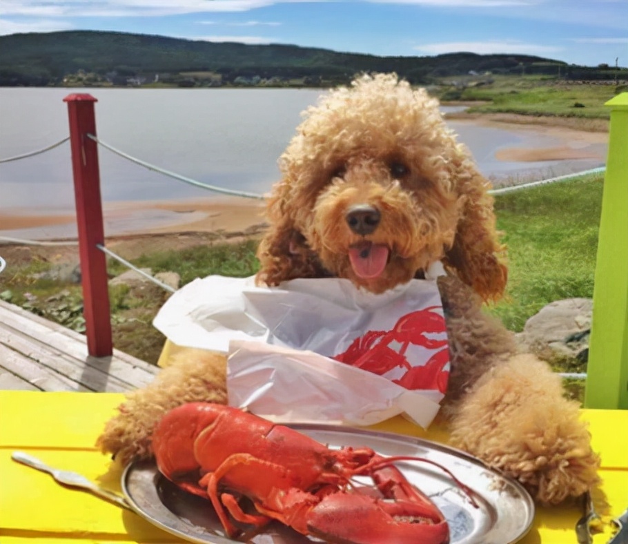 不能给狗狗吃的四种食物,这10种食物不要给孩子吃