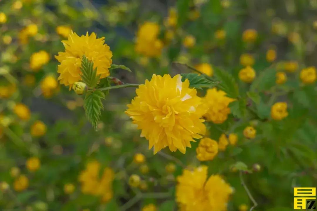 西交利物浦苏州校区,苏州西交利物浦美女