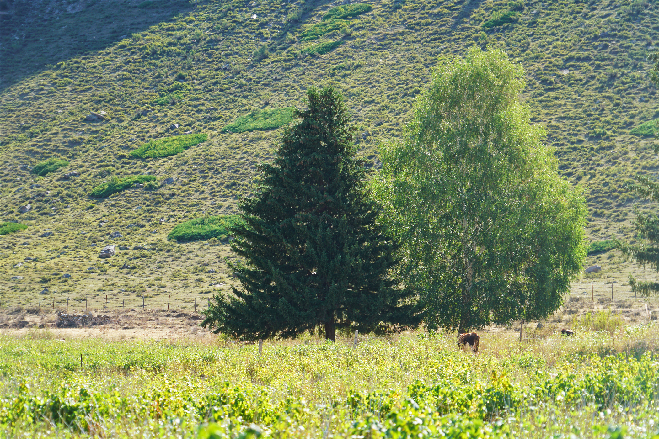 7月新疆可可托海,冬天去可可托海有什么值得看