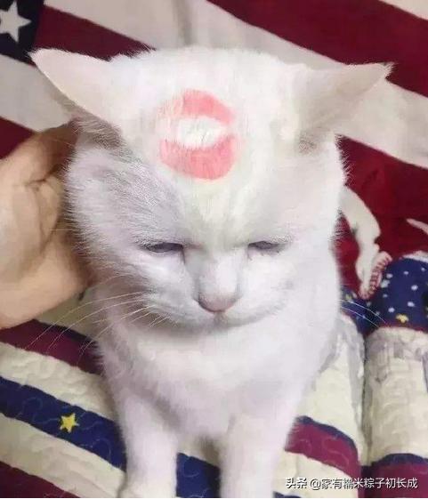 如何对付怀孕母猫,如何化解老婆和家人矛盾